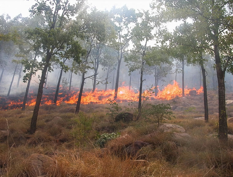 Spreading Fire Ecologies